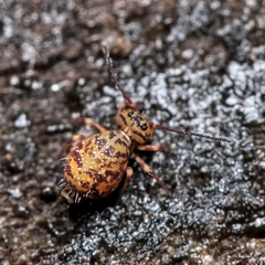 Ptenothrix