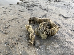 Volegalea cochlidium