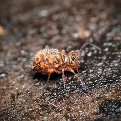 Ptenothrix