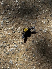 Xylocopa ruficornis
