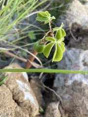 Jatropha gossypiifolia