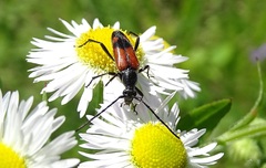 Stenurella bifasciata
