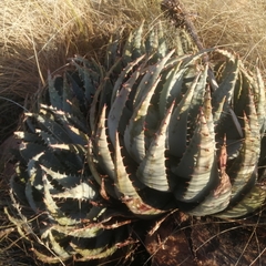 Aloe peglerae
