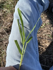 Urochloa platyphylla