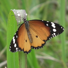 Danaus chrysippus orientis