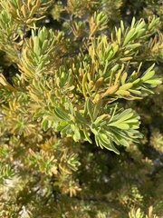 Suriana maritima