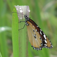 Danaus chrysippus orientis