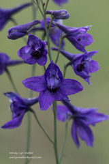 Delphinium parryi