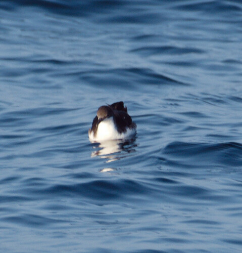 Galapagos Shearwater (Puffinus subalaris), photo 7