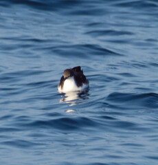 Puffinus subalaris