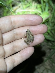 Microhyla mukhlesuri