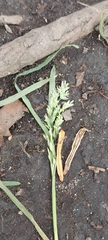 Poa annua