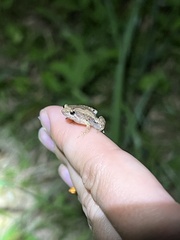 Microhyla mukhlesuri