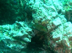 Canthigaster punctatissima