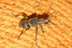 Rhagium mordax