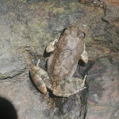 Tomopterna natalensis