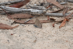 Theclinesthes miskini