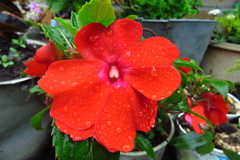 Impatiens hawkeri