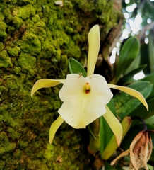 Rhyncholaelia glauca