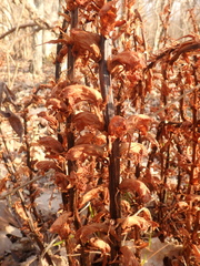 Orobanche laxissima