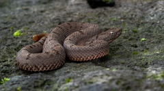Crotalus lepidus