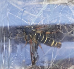 Bembecia ichneumoniformis