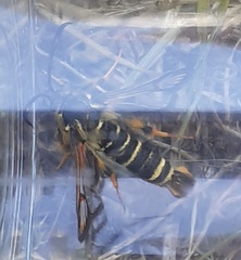 Bembecia ichneumoniformis