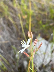 Trachyandra esterhuysenae