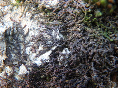 Frullania dilatata