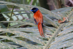 Terpsiphone rufiventer nigriceps