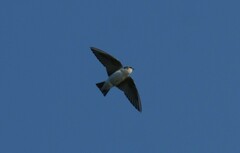 Tachycineta thalassina