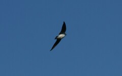 Tachycineta thalassina