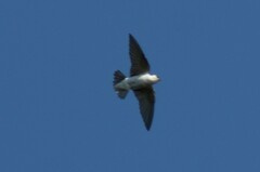 Tachycineta thalassina
