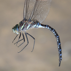 Aeshna crenata