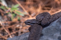 Crotalus armstrongi