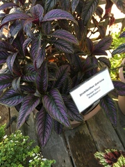 Strobilanthes auriculata dyeriana