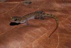 Nactus