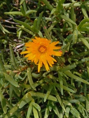 Lampranthus aureus