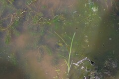Hydrocharitaceae