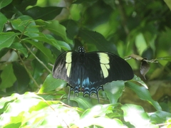 Heraclides androgeus laodocus