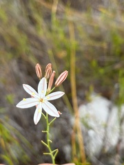 Trachyandra esterhuysenae
