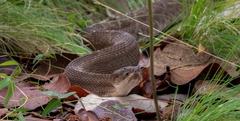 Crotalus basiliscus