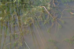 Hydrocharitaceae