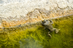 Bombina variegata pachypus