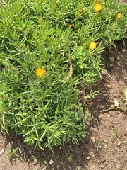 Lampranthus aureus
