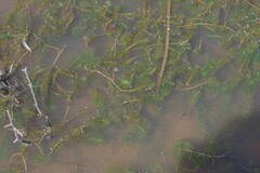 Hydrocharitaceae
