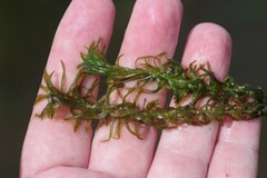 Hydrocharitaceae