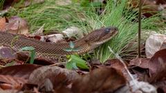 Crotalus basiliscus