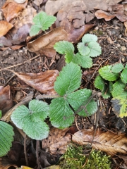 Fragaria