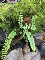 Asplenium resiliens